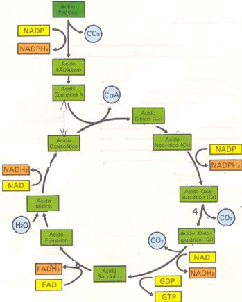 O Ciclo de krebs e a produção de energia para o trabalho celular.