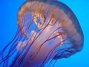 A água-viva é um celenterado com forma medusoide