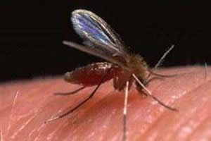 Lutzomyia longipalpis, ou mosquito-palha: agente transmissor da leishmaniose visceral. 