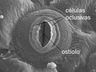 Morfologia estomática, apresentando ostíolo fechado.