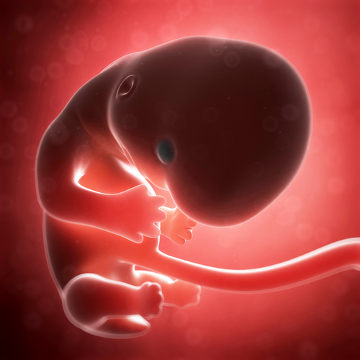 O termo aborto refere-se à interrupção de uma gravidez antes da 22º semana