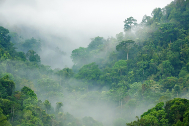 A vegetação influencia nas temperaturas e no regime de chuvas