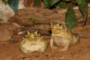 Anfíbios anuros da família Bufonidae. Fotografia: Fabrício H. Oda.