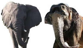 Elefante africano e elefante asiático.