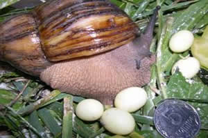 Achatina fulica e seus ovos. 