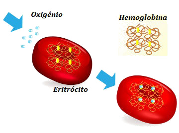 A figura ilustra a importância da hemoglobina no nosso corpo