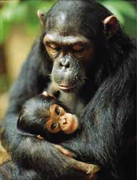 Chimpanzé - características, foto, informações - Animais - InfoEscola