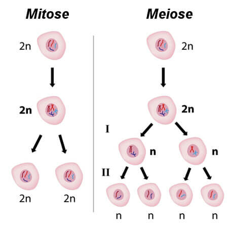 Representação das diferenças entre mitose e meiose.