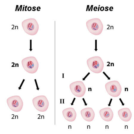 APhysio - FASES DA DIVISÃO CELULAR As células alternam entre períodos de  crescimento e de divisão celular. Existem dois tipos de divisão celular:  mitose e meiose. A mitose é a divisão celular