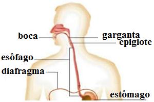 Localização do esôfago e de algumas estruturas relacionadas ao sistema digestório.
