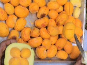 Coletas de frutos nativos como o pequi é uma forma de desenvolvimento sustentável, pois produz renda e preservação.