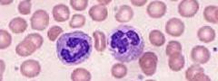 Células sanguíneas de mamíferos. 