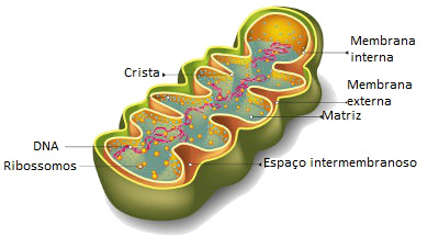 As mitocôndrias estão presentes apenas em células eucariontes