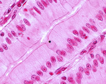 As células caliciformes (*) são exemplos de glândulas unicelulares