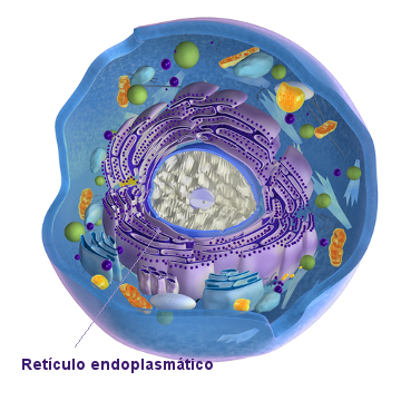 Observe a localização do retículo endoplasmático na célula