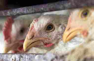 Gripe do Frango: ocasionado pelo vírus Influenza, tem como hospedeiro as aves.