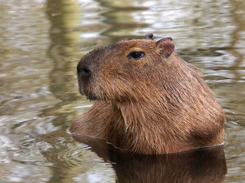 A capivara é o maior roedor do mundo