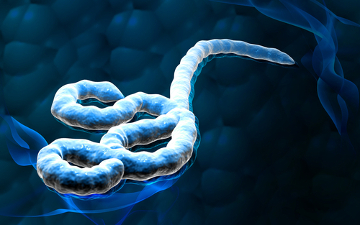 Ebola O vírus do ebola foi descoberto em 1976 após um surto da doença no Sudão e Zaire