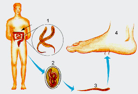 Ciclo da Ancilostomose