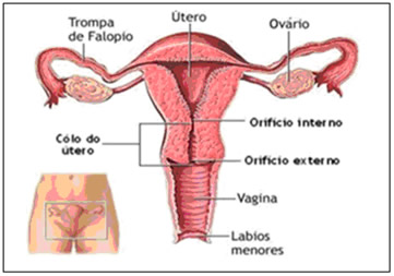 Estrutura anatômica do sistema reprodutor feminino.