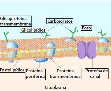 Observe a presença do glicocálice na membrana plasmática