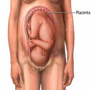 Placenta: um importante órgão entre o organismo materno e o feto.