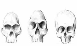 Evolução do Crânio Humano