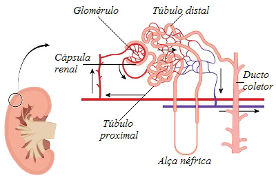 Observe a estrutura do néfron e acompanhe o processo de formação da urina