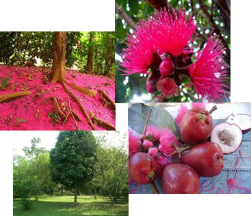 O jambo-vermelho é uma fruta originária da Ásia que se adaptou muito bem em nosso país