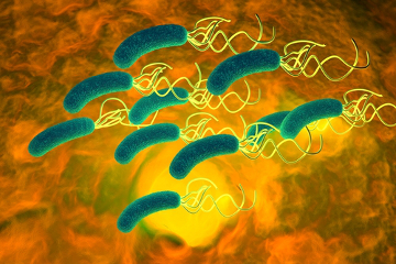 A bactéria Helicobacter pylori apresenta formato de bastonete e de quatro a seis flagelos