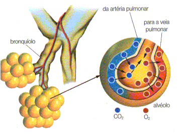Hematose é a troca de gás carbônico por gás oxigênio nos alvéolos pulmonares.