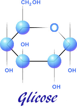 Na glicólise, a molécula de glicose é quebrada em moléculas de ácido pirúvico