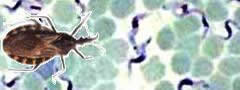 Barbeiro: responsável pela transmissão do Trypanosoma Cruzi, protozoário da doença de Chagas.