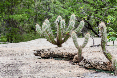 Caatinga O xiquexique e a paisagem da Caatinga