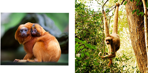 Sagui de tufo branco callithrix jacchus pequeno macaco que habita as  florestas brasileiras