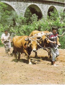 Na agricultura extensiva as técnicas aplicadas são rudimentares.