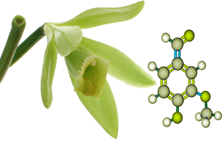 A orquídea Vanilla planifólia produz vagens das quais se obtém a valina