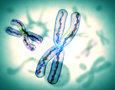 Cromossomo Os cromossomos apresentam genes que determinam nossas características