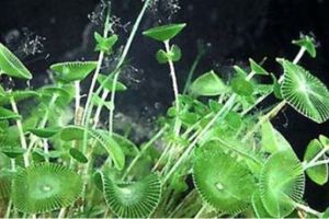 Acetabularia: alga multicelular, do Filo Chlorophyta.