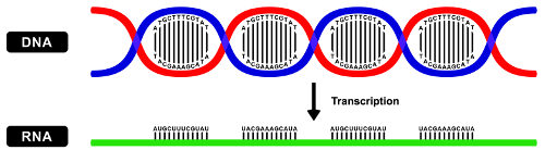 Transcrição (Transcription) é o processo em que uma molécula de RNA é formada a partir de uma molécula de DNA