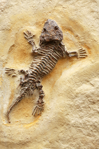 Os fósseis são evidências da evolução biológica